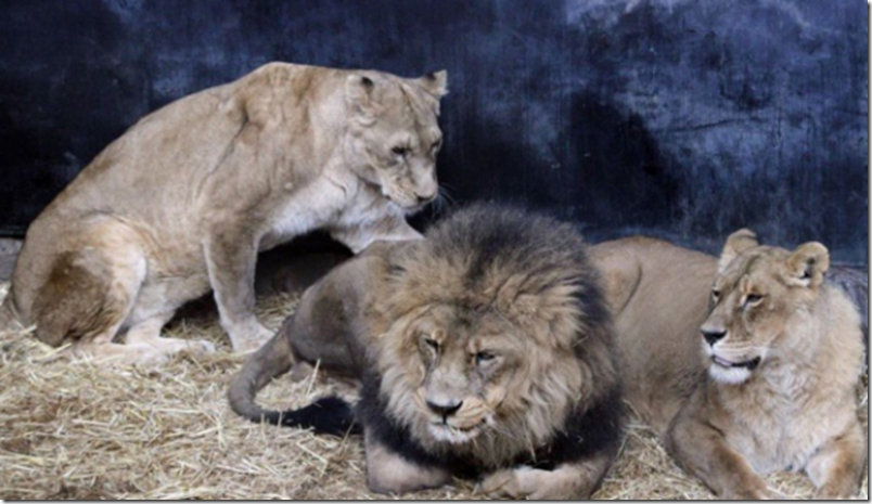 leones-zoo-chile