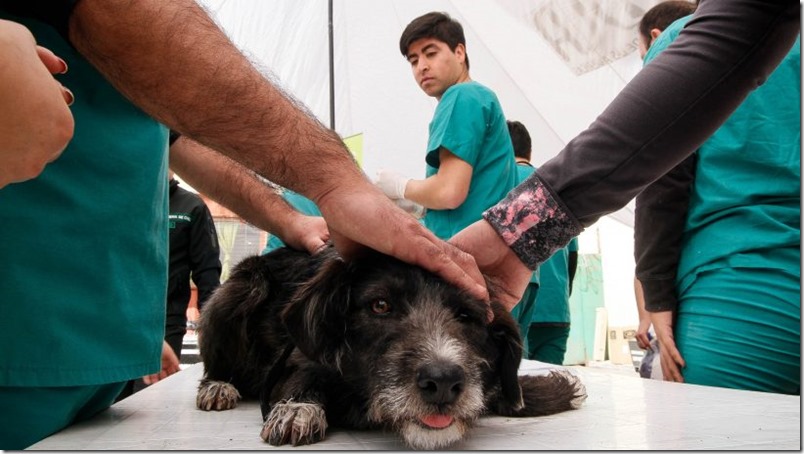 perro-veterinario-Luis-Collao-Aton-Chile